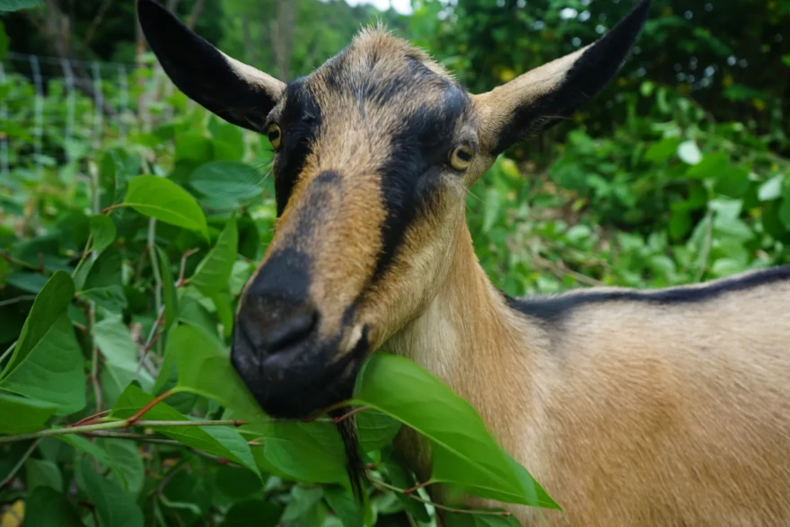 Mid-snack, a goat pauses to assess an approaching camera.