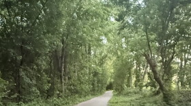 Trees and other shrubbery line a winding trail.