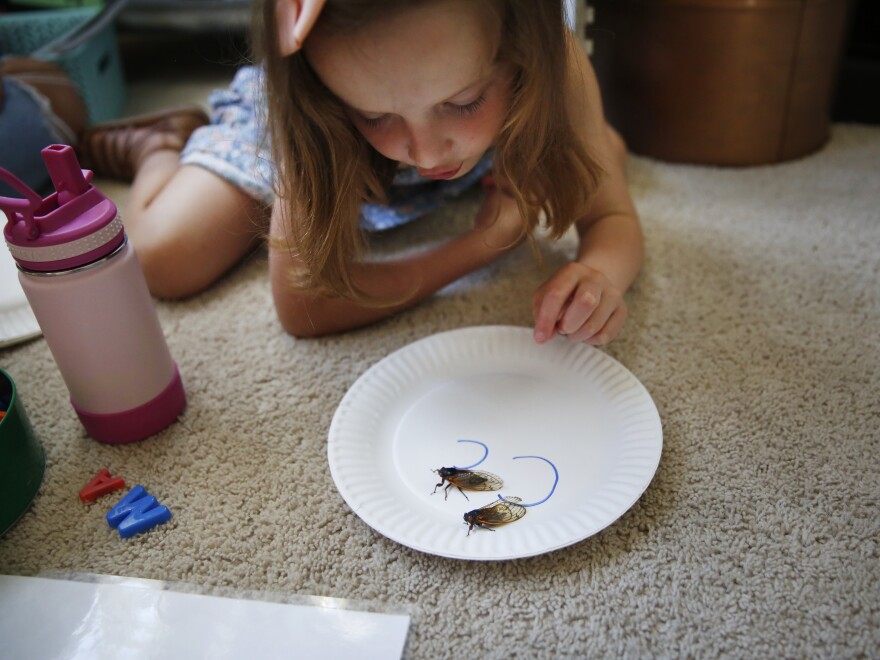 Maddie is fascinated by Brood X cicadas, which emerge every 17 years in the Mid-Atlantic region, including in her neighborhood. Her mother has limited her to collecting just 10 bugs a day.