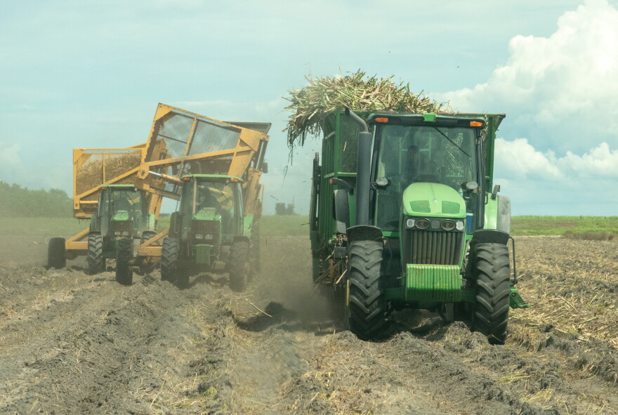 Vehicles replant sugar cane on a field of sand at the Perry family farm in Glades County on Tuesday, Sept. 8, 2026.