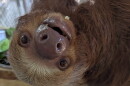 Pearl is one of the eight surviving sloths from the canceled Sloth World attractopm. Pearl is in the care of the Central Florida Zoo & Botanical Gardens in Sanford.