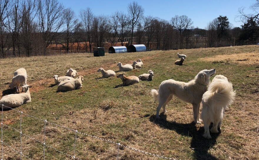 Cobblestone Farms sheep lounge in their fenced enclosure in the warm sun, as their canine guards Mitch and Nadji confer about the nice spring weather.