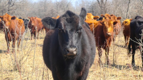Cattle
