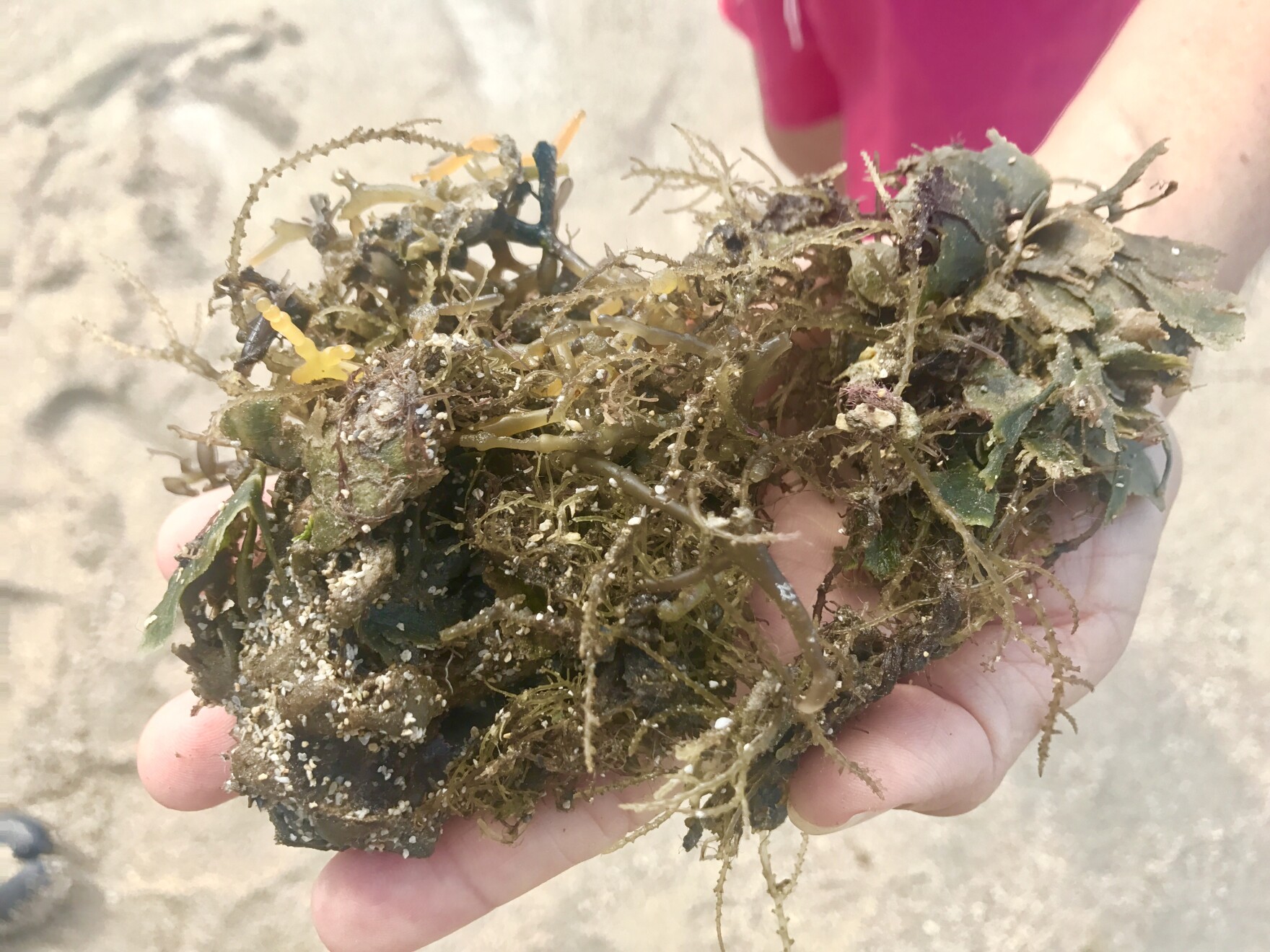 In Maunalua A Fight Against Invasive Seaweed Hawai i Public Radio