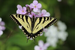 Canadian Tiger Swallowtail Papilio canadensis Papilionidae Palermo ME