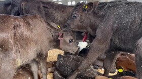  A group of calves crammed together in a travel trailer as they make a grueling 19-hour trip from Minnesota to New Mexico.
