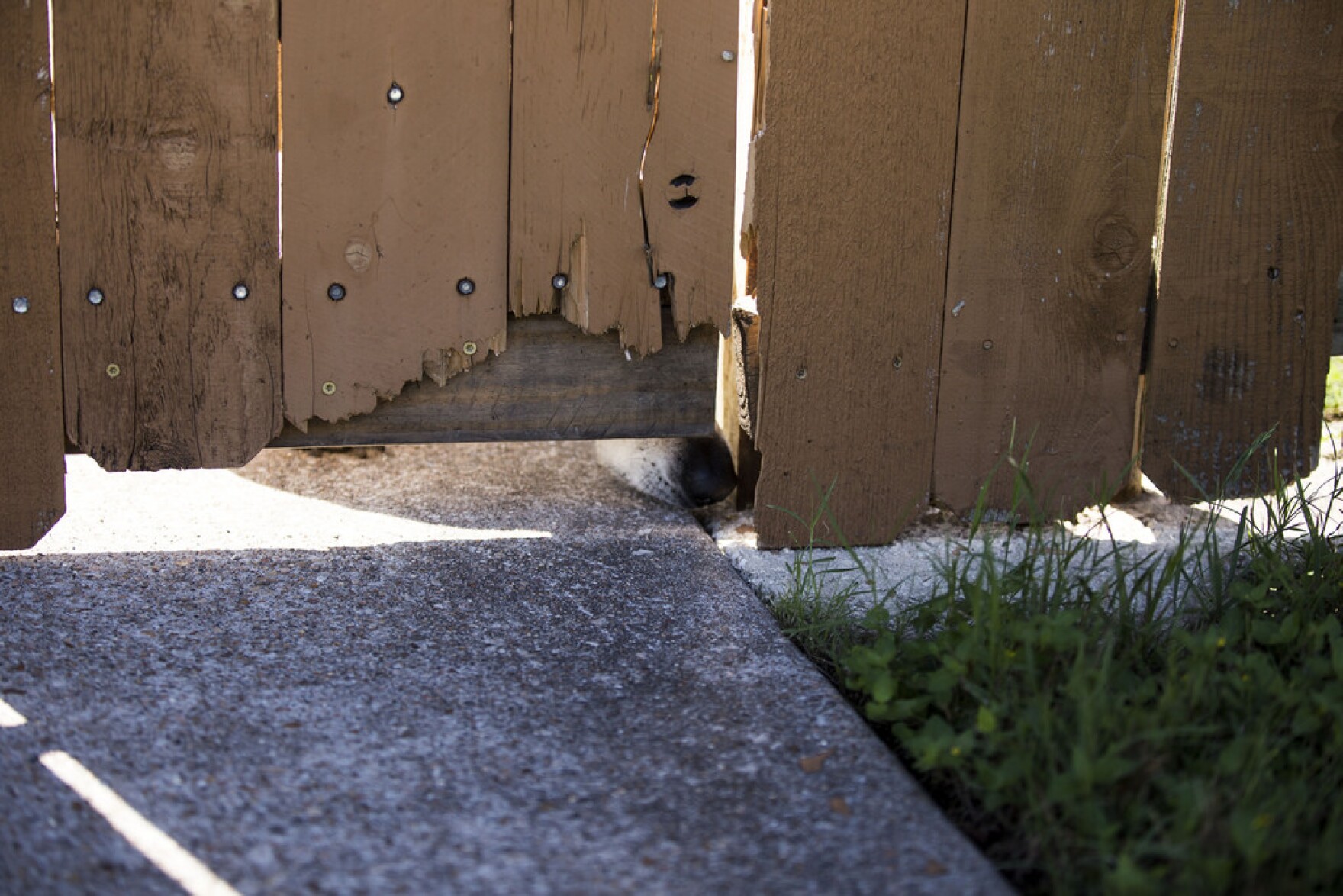 Austin City Council Loves Its 'No-Kill' Animal Shelter. Volunteers Say