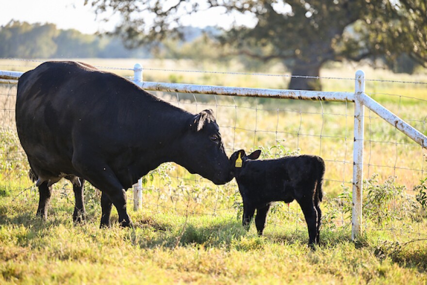 Rita and Calf, October 3, 2025 in Commerce, Texas. 