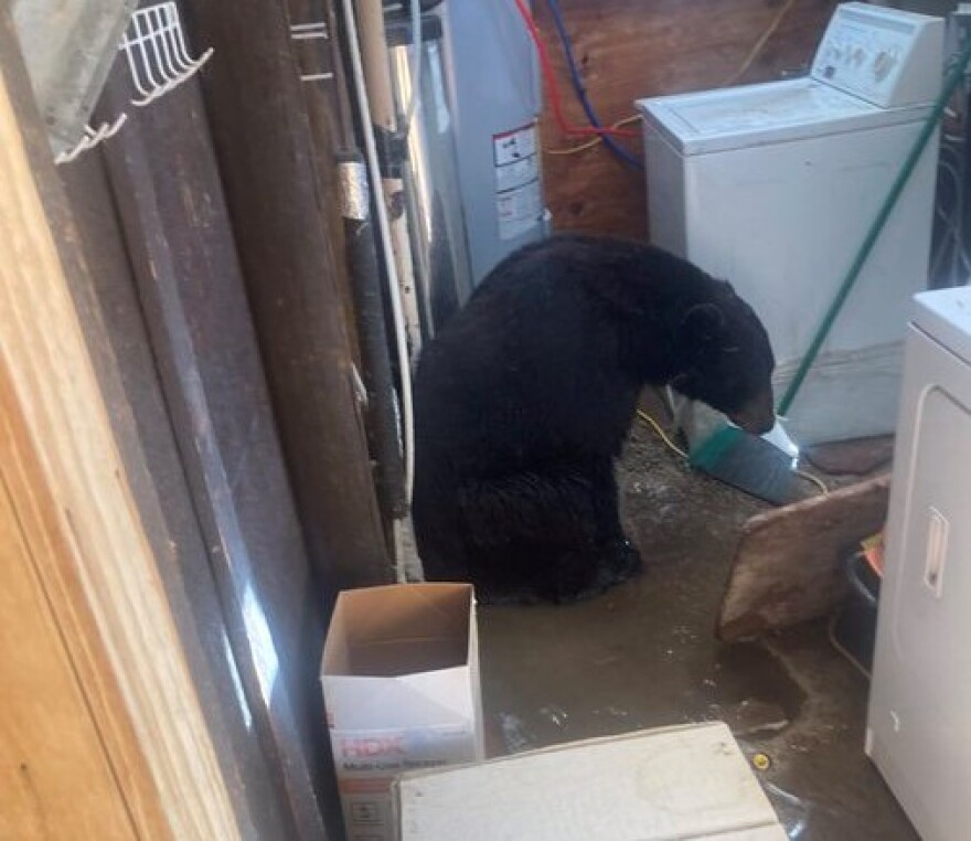 A bear broke into the laundry room of a Santa Barbara County home Thursday, and enjoyed some water from a water line it broke in the process.