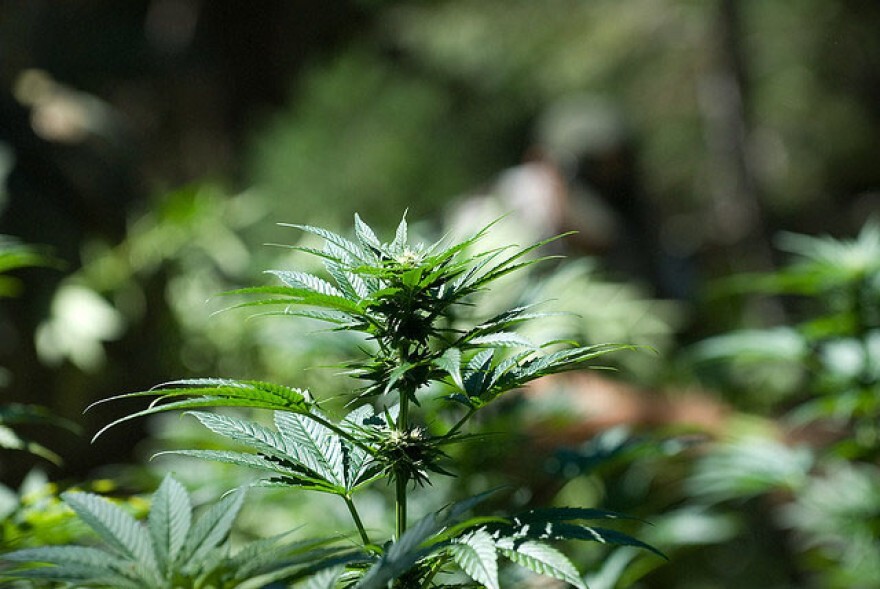 A closeup of a budding a marijuana plant