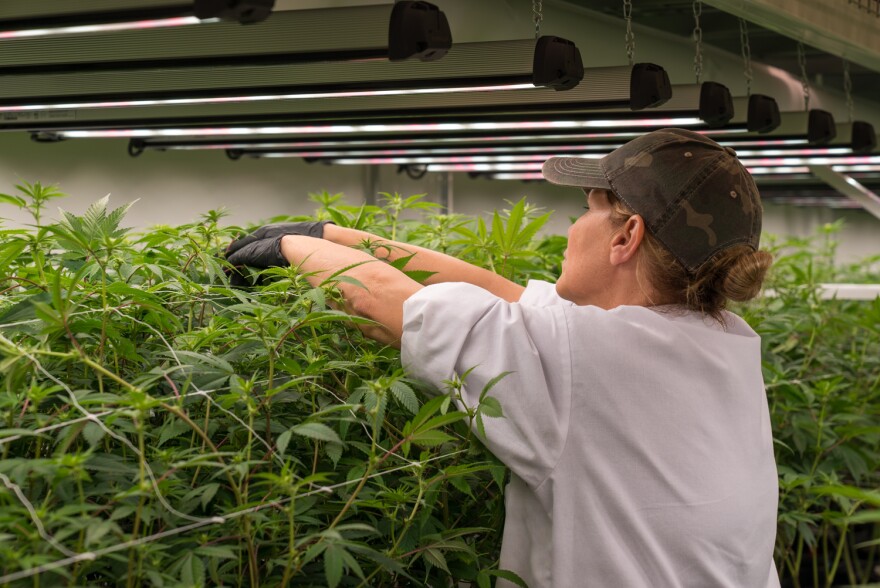 A worker trims marijuana plants in Ascend Illinois' growing facility in Barry, Illinois.