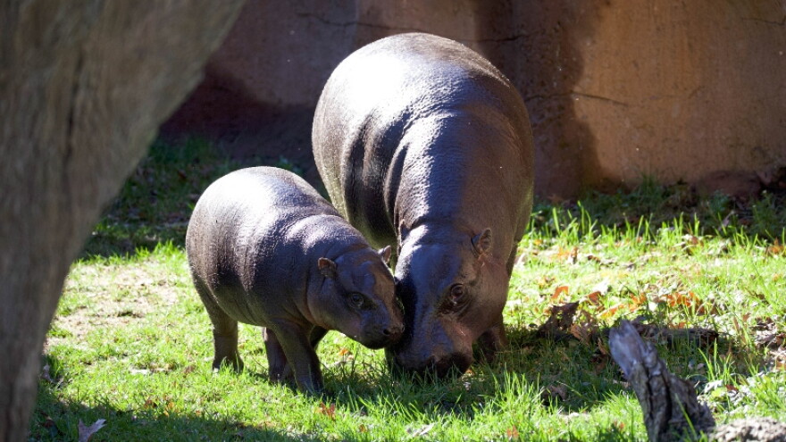  Pygmy hippopotamus Hugo with mother Penelope