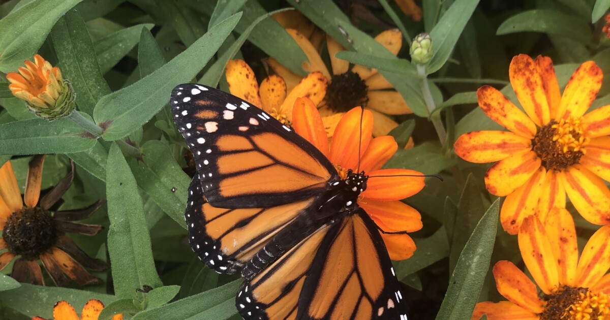 Migratory monarch butterflies could be facing setbacks during their annual stop in Kentucky
