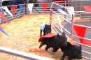 The pig races are among the most popular events at the San Antonio Stock Show and Rodeo every year.