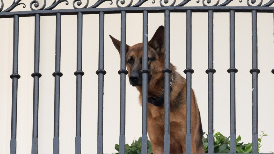 President Biden's dog Commander sits on the Truman Balcony at the White House on Sept. 30, 2023. The German shepherd is not staying at the White House at the moment after a series of biting incidents.