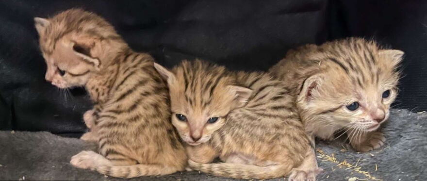  Sand cat triplets born at The North Carolina Zoo in Asheboro.