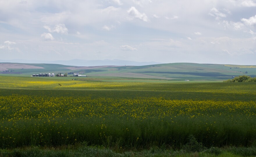 A field of Canola on highway 95 near Grangeville, Idaho on Friday, May 29, 2026.