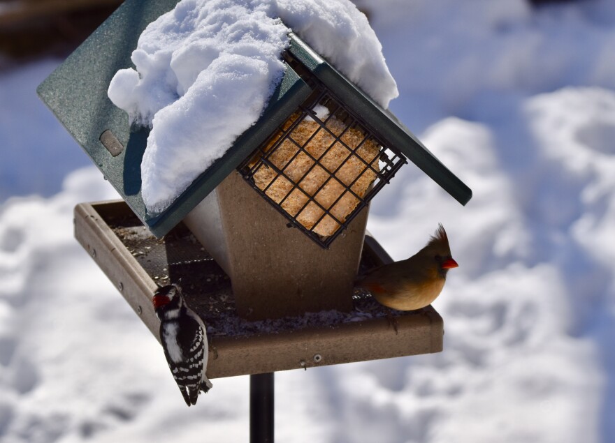 Male Downy woodpecker and female Northern Cardinal