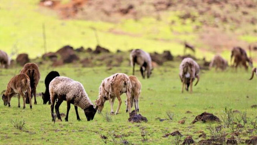 Mouflon sheep are seen in this photograph taken as part of a study on invasive ungulate species in Hawaiʻi. (Sept. 2026)