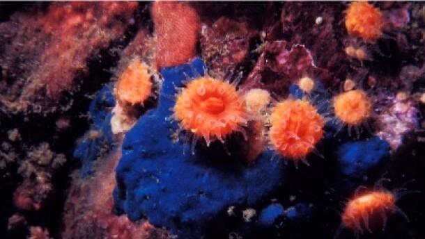 Orange cup corals are seen growing underwater on a rock covered with pink and purple moss-like growths.