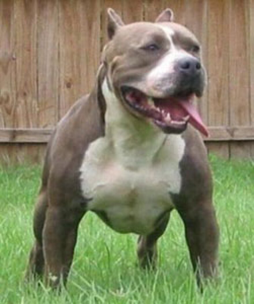 Pit bull dog align=left