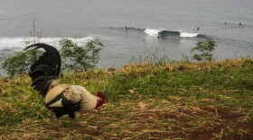 A rooster searches for food at the Ho'okipa Lookout as surfers wait for waves, Thursday, Nov. 21, 2024, near Paia, Hawaii. (AP Photo/Lindsey Wasson)