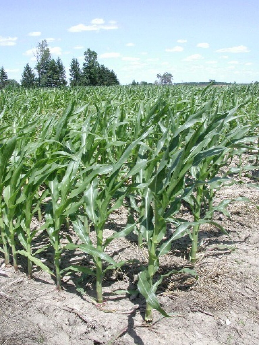Instead of snow, Michigan farmers would rather see something like this in thier fields