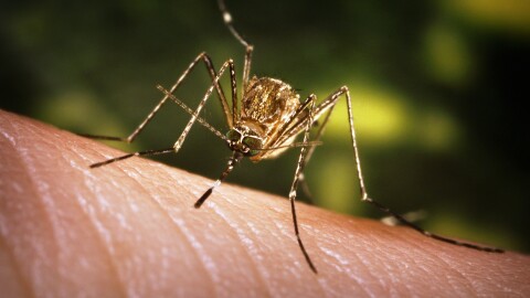 A close-up view of a mosquito on human skin.