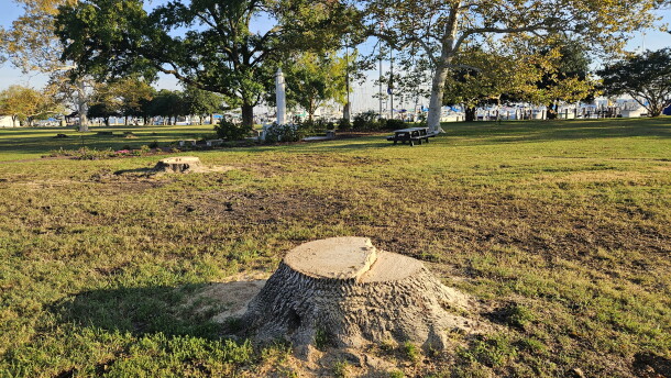 Stumps remain from old trees along Water Street in Long Warf Park in Cambridge