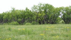 Portions of Hays’ land that he’s cleared himself, with mesquite trees in the background.