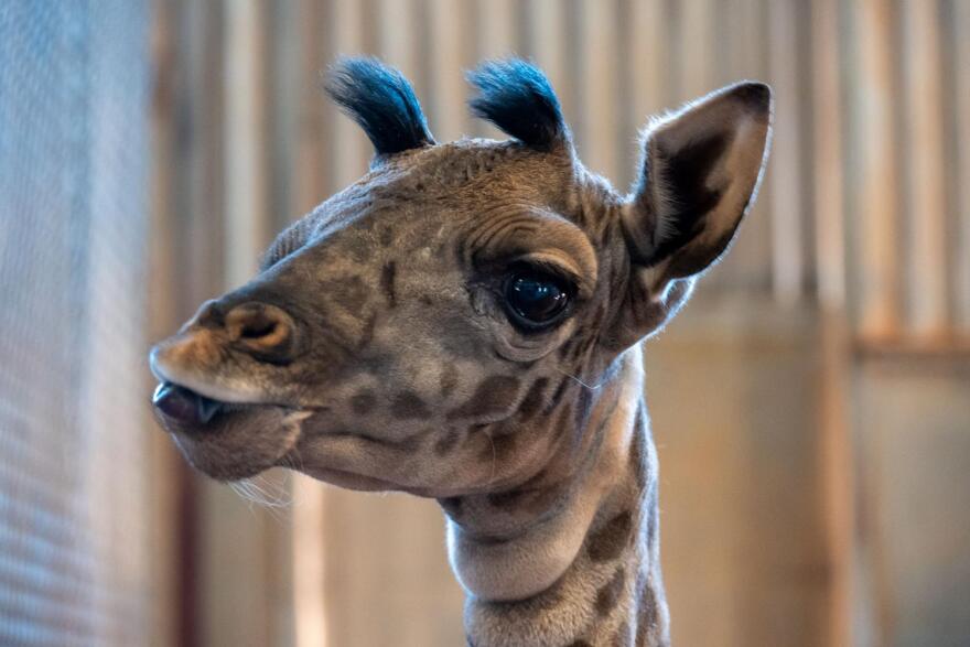 A new giraffe was born at the Phoenix Zoo 