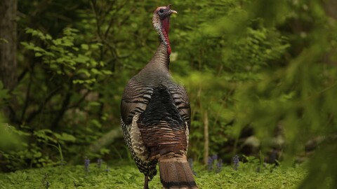 Among a lush green forest, a large wild turkey is pictured from the back and can be seen turning its head to face the camera.