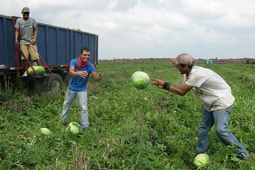 Workers harvest watermelons in Texas's Rio Grande Valley.