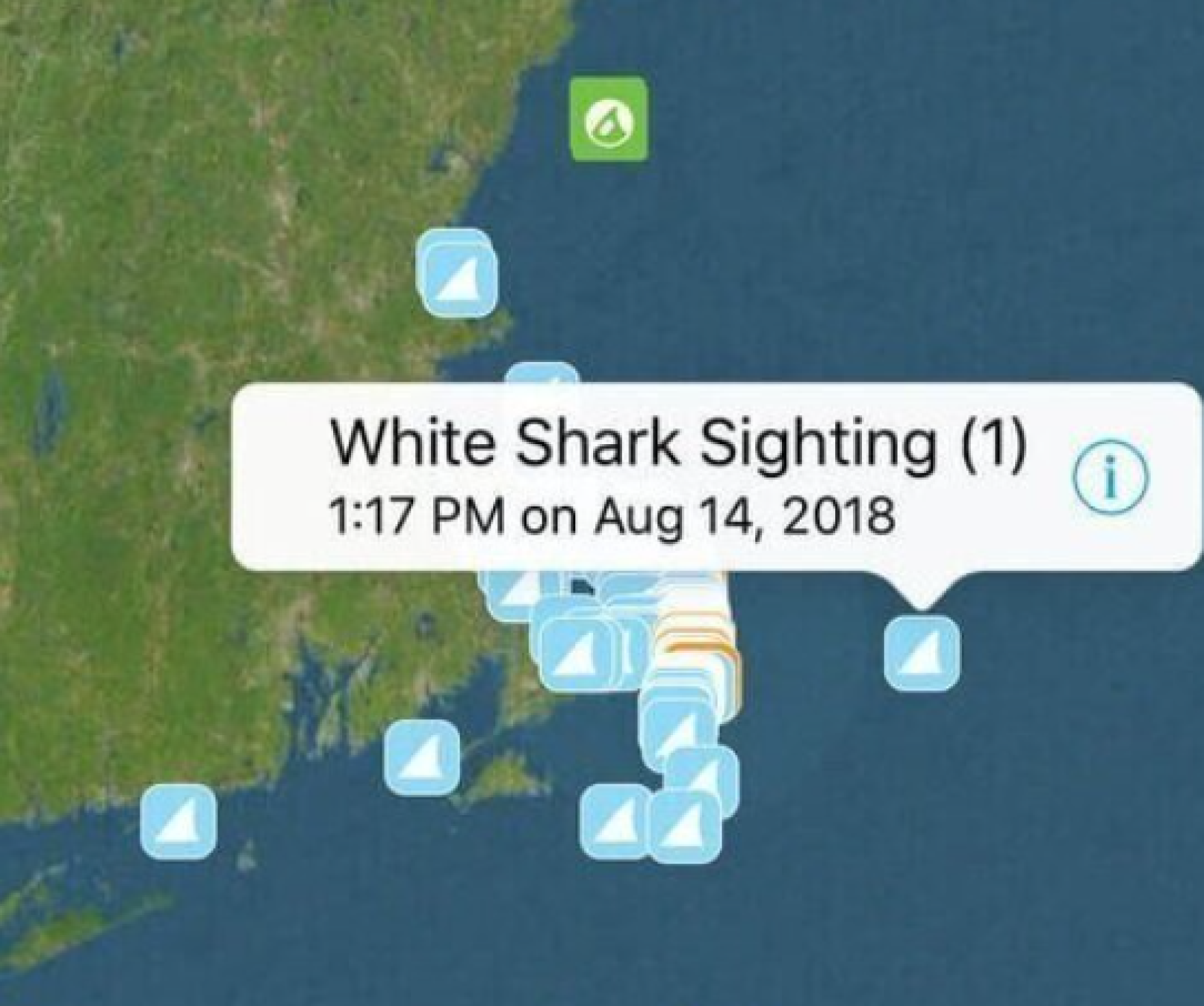 App to provide verified sightings of sharks off New England New Hampshire Public Radio