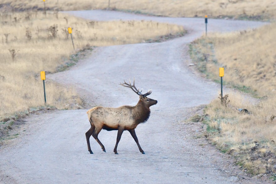 Bull elk pictured in the Valles Caldera, New Mexico.
