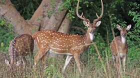  Axis deer are originally from India and Nepal, but were brought to Texas as a game animal.