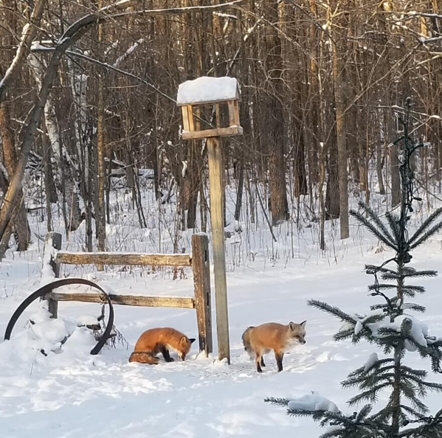 A pair of red foxes roam across a yard in Helga Township on Jan. 17, 2024.