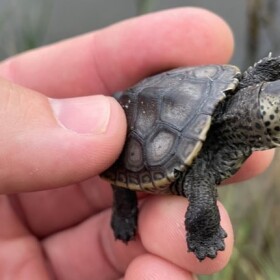 A hand holds a small terrapin