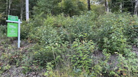 Housing advocates have long argued the best way to make single-family homes more accessible for young families is to build on smaller lots. Here, land is listed for sale on Route 114 in Henniker. (NH Bulletin photo)