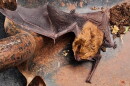 A photo taken by a Truesdell staff member as a recently deceased bat is carried out on a shovel. Staff and students routinely encounter bats at the school.