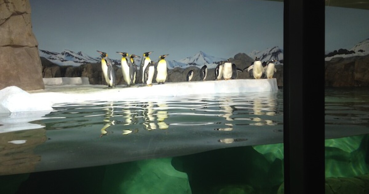 Meet The New Penguins At The Kansas City Zoo KCUR Kansas City news