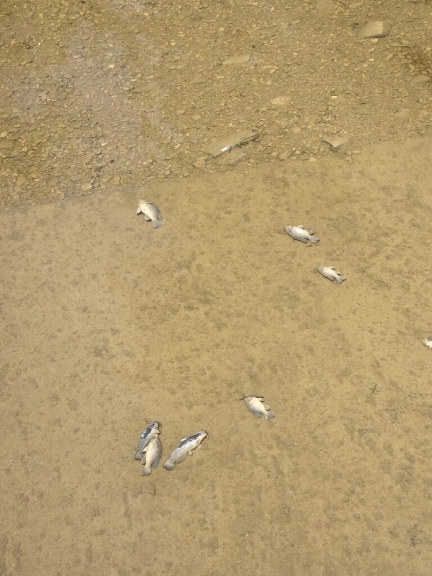 Undated photo of dead fish in the stream near the C&S Chemicals facility where the acid accumulated.