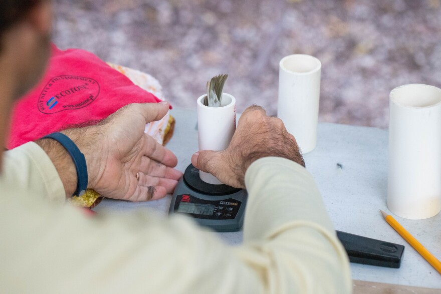To weigh the birds, they are placed head first into PVC pipes, that help keep them from being injured.