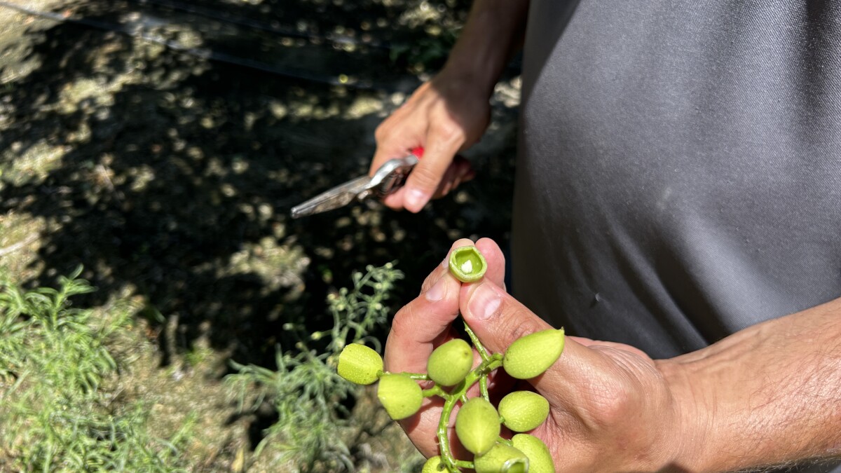 In California's Central Valley, the pistachio demand clashes with climate reality