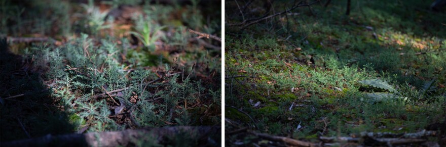 Some areas of Sequoia and Kings Canyon National Parks show a carpet of green — thousands of sequoia seedlings poking a few inches above the ground. In more severely burned areas, there are fewer emerging from the soil.