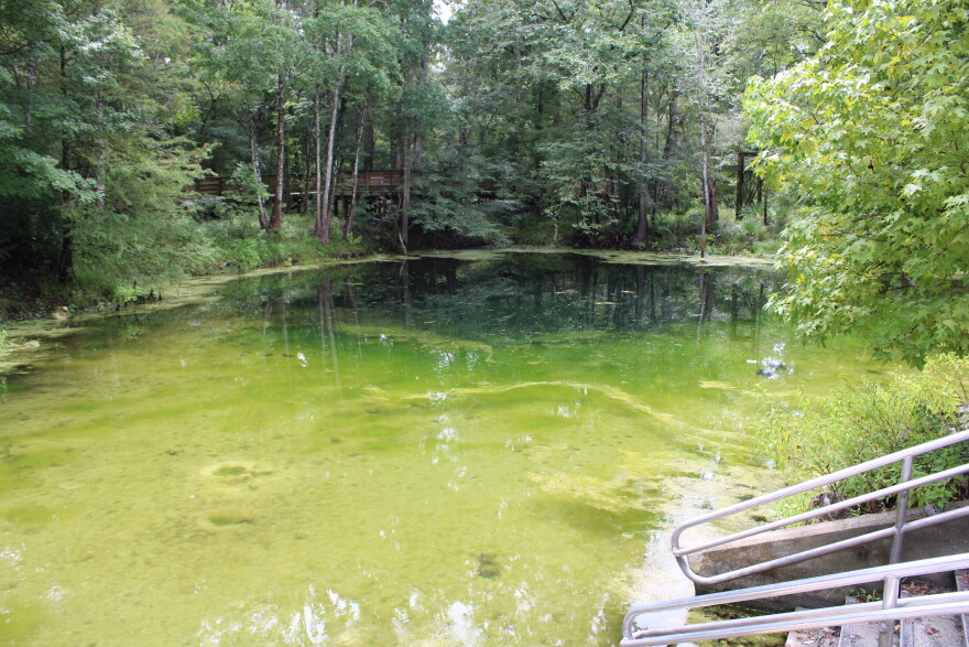 Algae blooms change water’s color at Poe Spring, pictured here in late August. Standing waist-deep during a dark bloom, “I couldn’t see my knees,” Hawthorne said.
