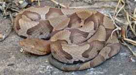 A copperhead snake