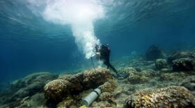 A NOAA scientist takes a coral sample in the Galapagos Islands. The process does not injure the colony, which grows back.