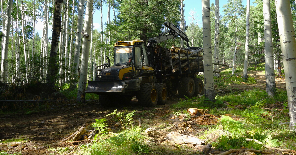 San Francisco Peaks thinning project near Flagstaff aims to stave off wildfire impact