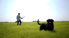 Farmer Larry Cox walks in a field of Bermudagrass with his dog, Brodie, at his farm Monday, Aug. 15, 2022, near Brawley, Calif. The Cox family has been farming in California's Imperial Valley for generations.